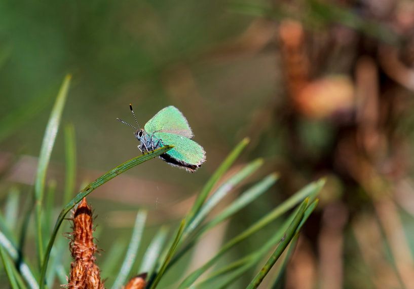 Première année (papillon) par Merijn Loch