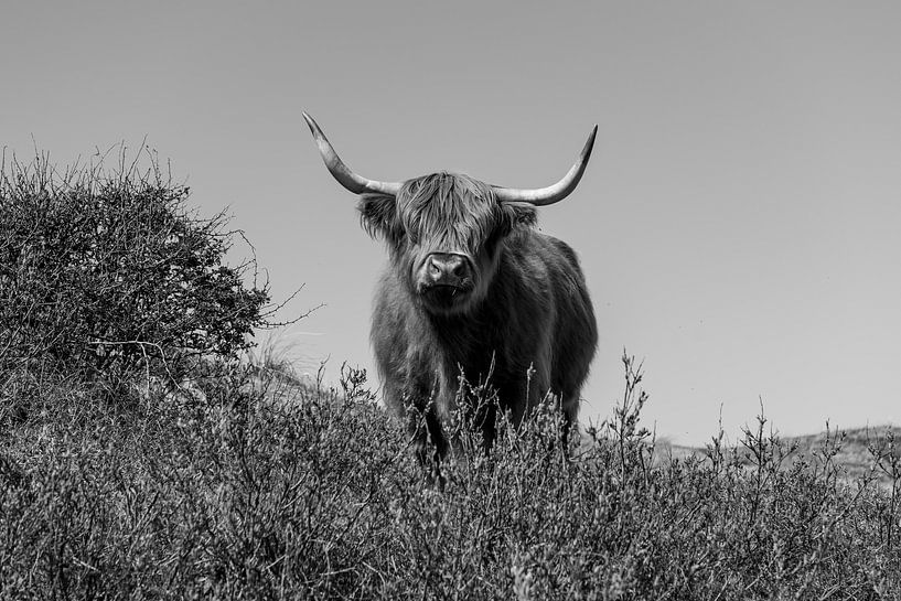 Curious Scottish Highlander by Rob Donders Beeldende kunst