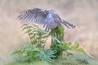 Goshawk