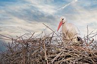 Ein Storch steht im Nest, blauer und weißer Himmel im Hintergrund. Grußkarte, Geburtsanzeige, Geburt