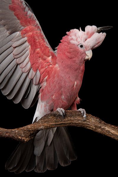 Rosa Kakadu mit geöffneten Flügeln von Elles Rijsdijk