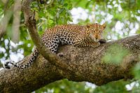 Leopard in einem Baum