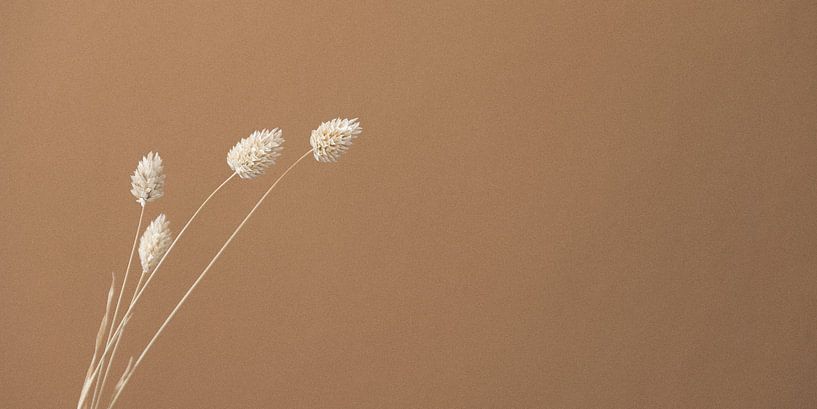 Still life dried flowers by Jantine Prins