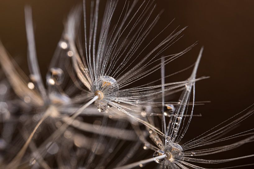 Die Tropfen ruhen auf dem silbernen Flaum von Marjolijn van den Berg