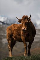 A bull in the Pico's de Europa