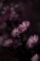 Painting like flower