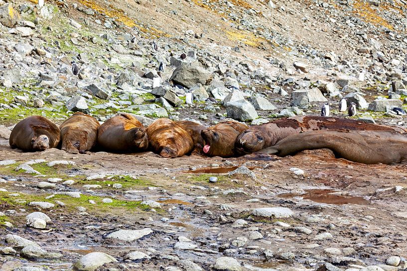 The wild seals of the Antarctic by Roland Brack
