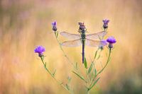 Great imperial dragonfly