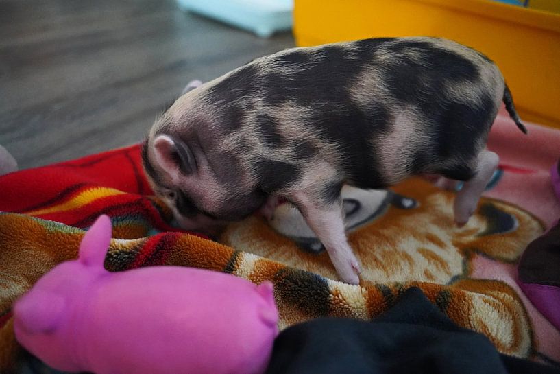 mini-porc pie en élevage manuel par Babetts Bildergalerie