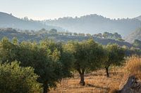 Spanischer Olivenhain im Morgenlicht