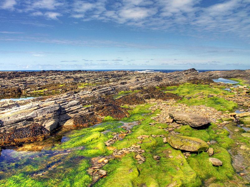 Fond de mer verte à marée basse par Mathieu van den Berk
