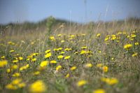 Löwenzahn, Feld voll