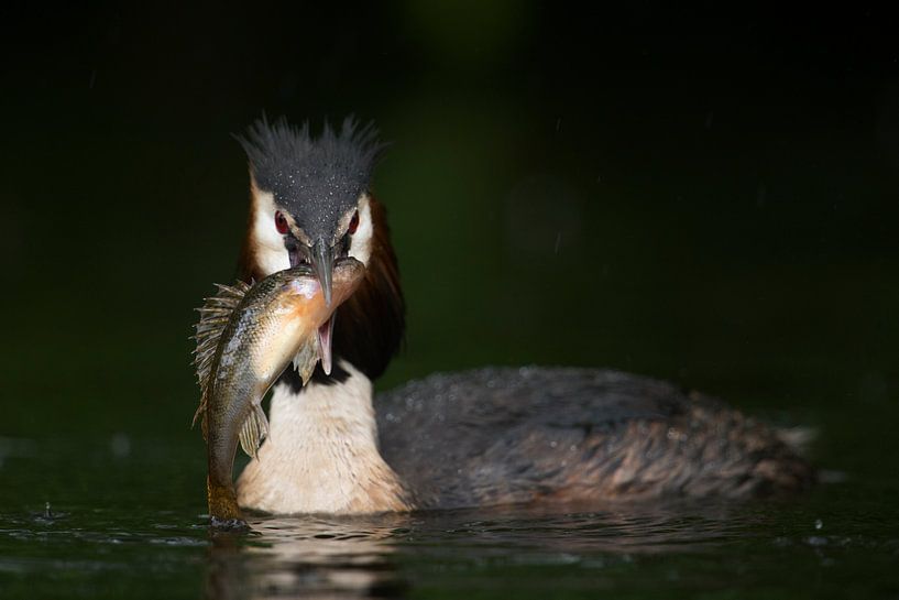 Haubentaucher ( Podiceps cristatus ) mit erbeutetem Fisch (Barsch), lustiges Bild, wildlife, Europa. von wunderbare Erde