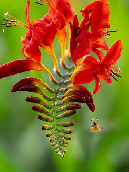 Red Flower by Lex van Doorn