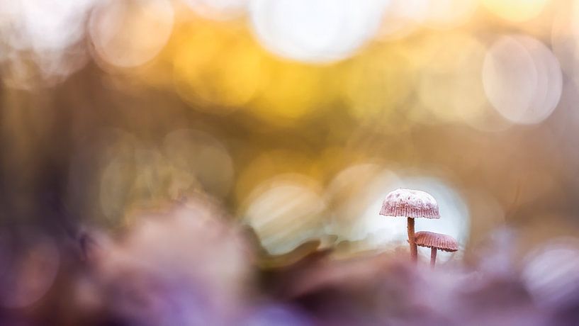 Into the light by Bob Daalder