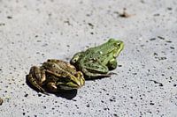 Frogs on the move