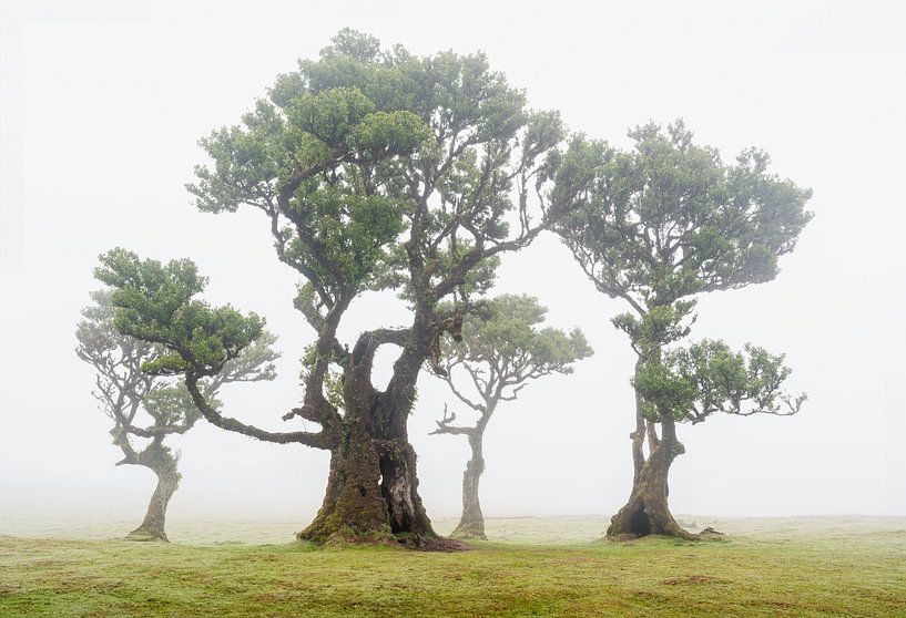Fanal-Wald Madeire von Arie Heukels Photography