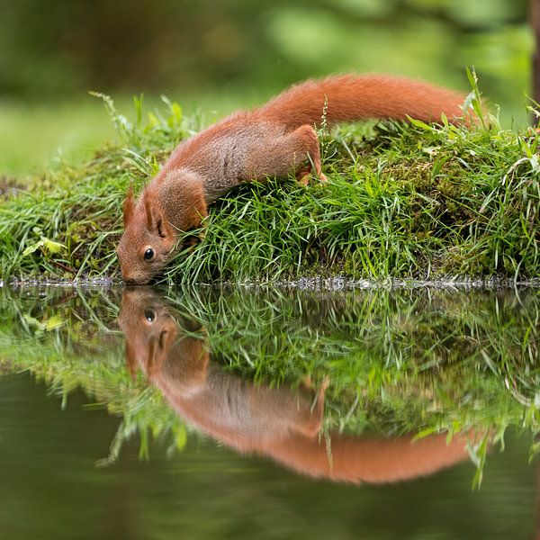 Trinkhörnchen von gea strucks
