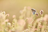 Bleu de bruyère sur la lande de Bargerveen