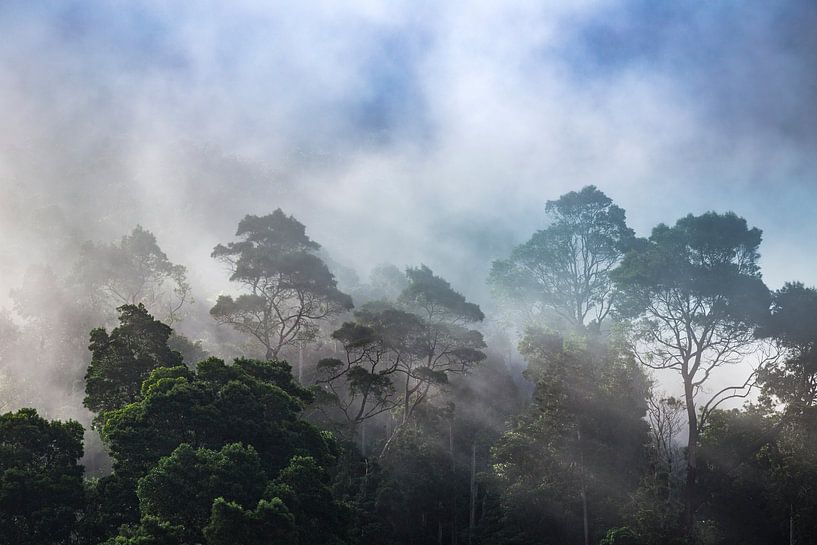 Brouillard dans la jungle par Sascha Kilmer