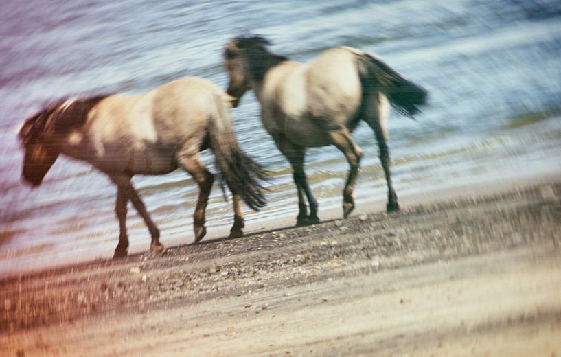 Frisse neus by ZEVNOV .