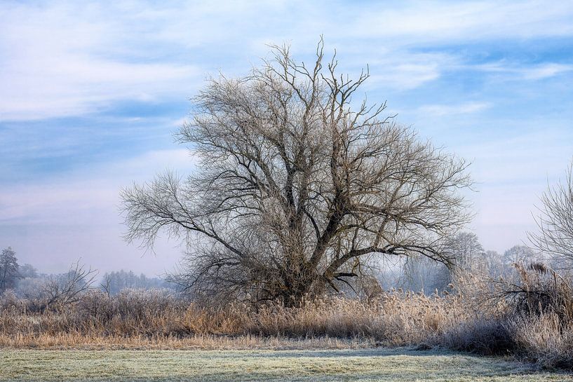 Winterlandschaft mit einem freistehender Baum von ManfredFotos