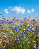 corn flowers in summer wheat field under blue sky with fluffy clouds