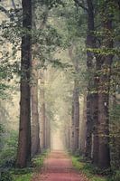 Drenthe tree avenue