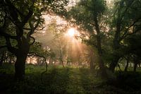 Licht in der Dunkelheit