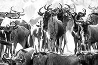 Troupeau de gnous au point d'eau