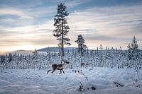 Reindeer in winter.
