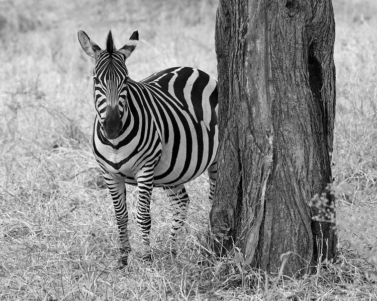 African Safari: zebra in black and white in Serengeti National Park, Tanzania by Rini Kools