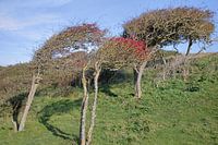 Aubépines venteuses