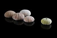 Muschelsammlung 2: Seeäpfel