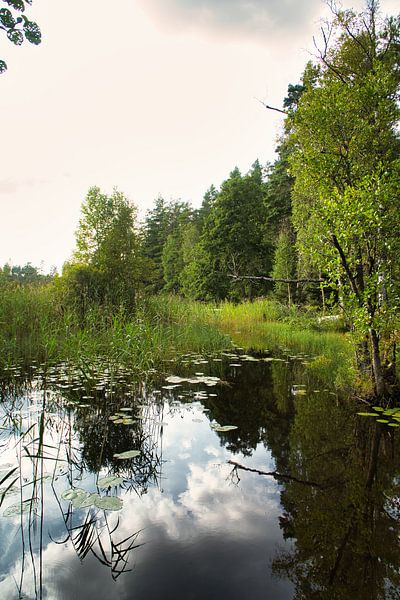 Lac en Suède avec des nuages blancs, de l'eau bleue et des arbres sur la rive par Martin Köbsch