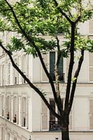 volets blancs à Paris