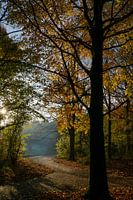 View through the trees