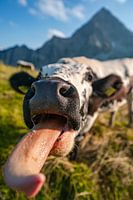 Schleck einer Kuh Zunge in den Bergen