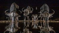 Afrikaanse buffels in de nacht bij een drinkpoel