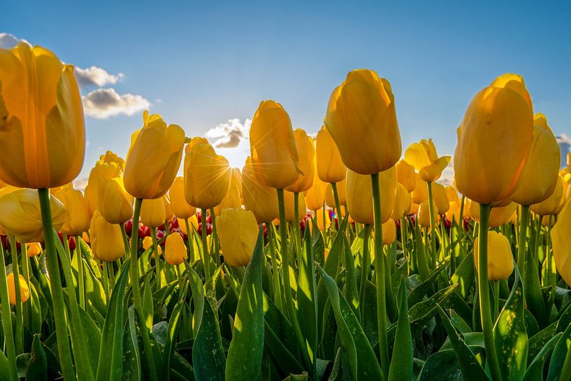 Yellow Tulips with blue sky by Fotografie Ronald