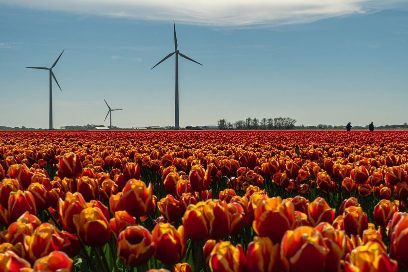 Un champ de tulipes en Hollande du Nord avec des éoliennes et les agriculteurs qui contrôlent les tu par Anges van der Logt