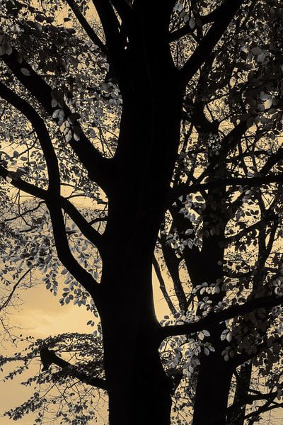 tree at dusk by Herman Kremer