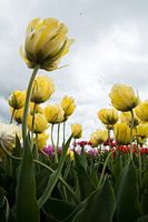 Gele Tulp Bloem - tulpen bloem foto met de kleuren geel rood paars 