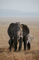 Elephants in Tanzania | Travel Photography | Wanderlust | Safari | Wall ar