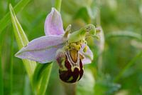 Natur auf Texel, Orchidee, Ophrys apifera aurita