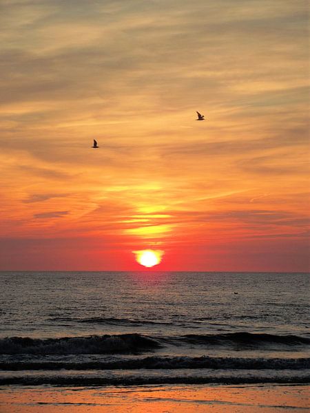 Meeuwen voor de ondergaande zon. van Il se