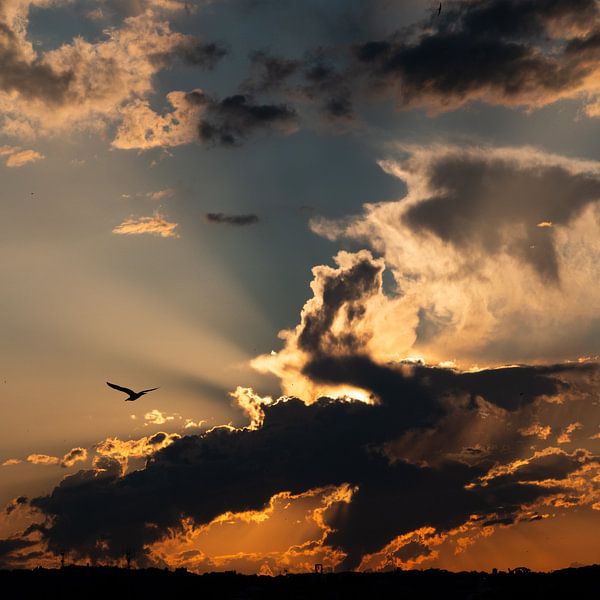 Wolke Fotografie Vogel Golden Hour 1x1 von Martijn Jebbink Photography