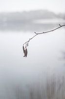 Haselnusszweig in der Kälte