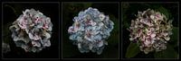 Triptyque d'hortensias