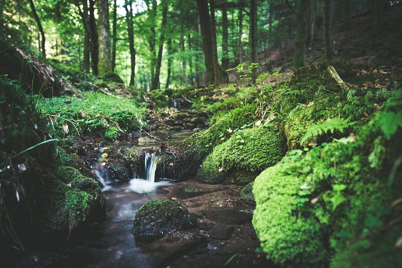 Small Cascade by Maikel Brands